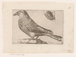 Starling (Sturnus vulgaris)