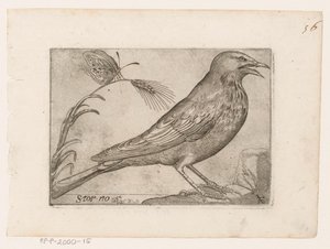 Starling (Sturnus vulgaris) (Storno) (Birds)