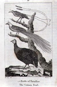 Birds of Paradise and a Guinea Fowl, from 