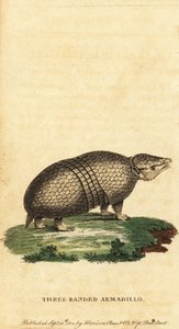 Brazilian Three-Banded Armadillo, Tolypeutes tricinctus (engraving) by Jacques de Seve