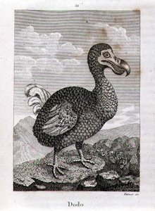The Dodo, from 