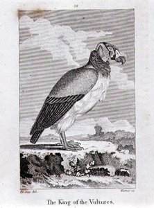 The King of The Vultures, from 