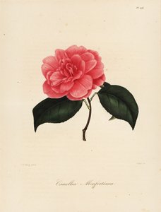 Camellia Japonica Variety, Camellia monfortiana