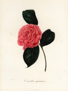 Camellia japonica variety, Camellia squamosa or Camellia squammosa