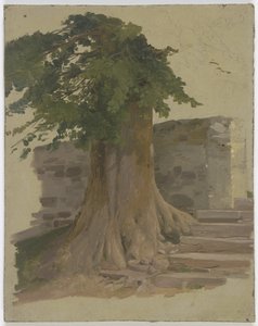 Old Tree by a Wall
