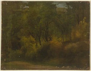 Inside a Forest