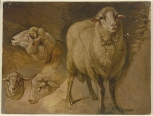Sheep