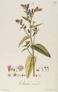 Echium: Orientale from Icones Plantarum, c.1763 by Jakob Christoph Keller