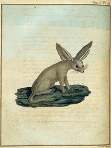 Fennec - from 