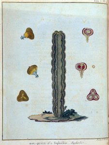 Kol-quall (Kol quall), euphorbia (cactus) - in “Journey to Nubia and Abyssinia undertaken to discover the sources of the Nile during the years 1768 to 1772”, by James Bruce, vol. 1, Paris
