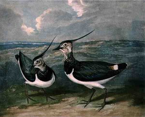 Plovers, plate 9 of British Feather Game by James (after) Barenger
