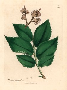 Common elm tree, Ulmus campestris, from a botanical illustration by James Sowerby from William Woodville and Sir William Jackson Hooker