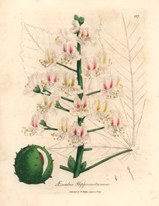Pink Blossom and Fruit of the Horse Chestnut Tree, Aesculus Hippocastanum, from a Botanical Illustration by James Sowerby from William Woodville and Sir William Jackson Hooker