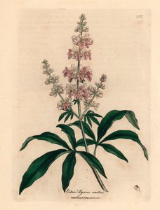 Pink Flowered Chaste Tree, from a Botanical Illustration by James Sowerby from William Woodville and Sir William Jackson Hooker
