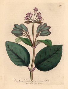Purple flowered red Peruvian bark tree, Cinchona cortex peruvianus ruber, from a botanical illustration by James Sowerby from William Woodville and Sir William Jackson Hooker