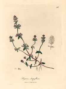 Purple flowered wild thyme, Thymus serpyllum, from a botanical illustration by James Sowerby from William Woodville and Sir William Jackson Hooker