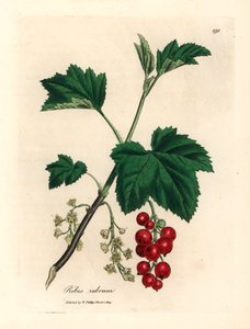 Redcurrant tree, Ribes rubrum, from a botanical illustration by James Sowerby from William Woodville and Sir William Jackson Hooker