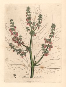 Rhubarb flowers and stalk, leaf outline, Rheum palmatum, from a botanical illustration by James Sowerby from William Woodville and Sir William Jackson Hooker