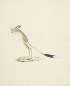 Jerboa No. 4 by James 1730 94 Bruce