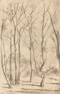 The Dam Wood