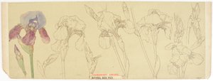 Botanical Studies by James Atherton