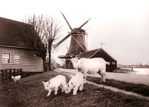 Goats, Laandam, Netherlands by James Batkin