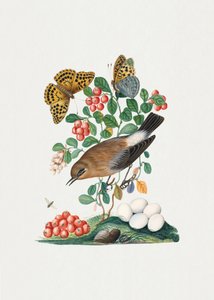 Northern Wheatear