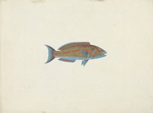 A Fish, El Hudderi Imbo by James Bruce