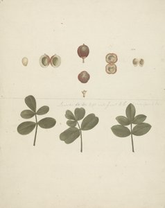 Commiphora gileadensis (L.) C. Chr. (Balm of Gilead, Opobalsam): finished drawing of fruit, dissected fruits, and leaves by James Bruce