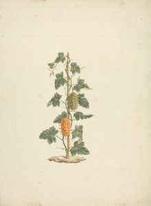 Cucumis metuliferus Naud (Wild Cucumber): finished drawing