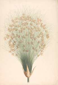 Cyperus Papyrus L. (Papyrus Sedge): Finished Drawing of Inflorescence by James Bruce