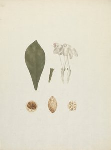 Gardenia ternifolia Schum.& Thonn. (Jovis-Tonantis): finished drawing with additional detail of fruit by James Bruce