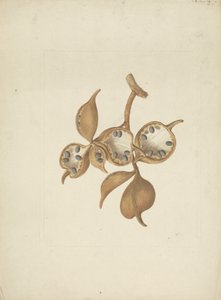 Sterculia africana (Lour.) Fiori: Finished Drawing of Stem with Seed Pods, Some Open Showing Seeds by James Bruce