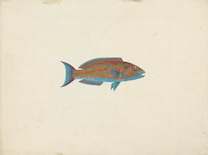 Unidentified Fish by James Bruce