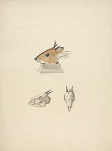 Unidentified Madoqua (Dik-dik): study of head and skull by James Bruce