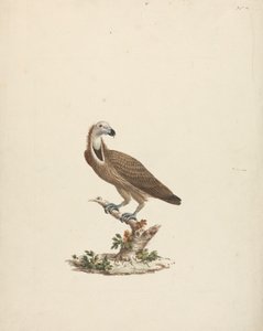 Vulture