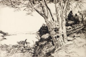 The Beech Tree by James Cadzow