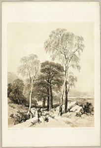 Birch and Oak, from The Park and the Forest by James Duffield Harding
