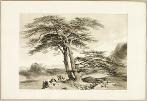 Cedars of Lebanon, from The Park and the Forest by James Duffield Harding