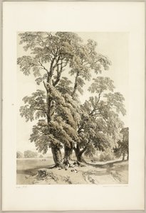 Elm, from The Park and the Forest
