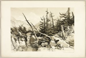 Larch, from The Park and the Forest