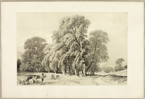 Plane Trees, from The Park and the Forest