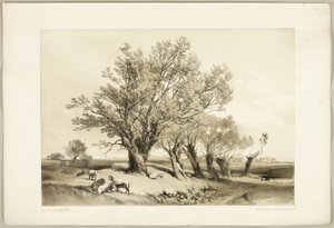 Pollard Willow, from The Park and the Forest by James Duffield Harding