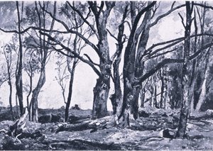 Pollard Willows in Windsor meadows, Nature in Britain published by Collins by James Duffield Harding