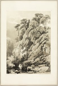 Wych Elm and Firs, from The Park and the Forest