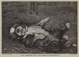 A St Bernard Pup: The Sleep of Innocence by James E. Bourhill