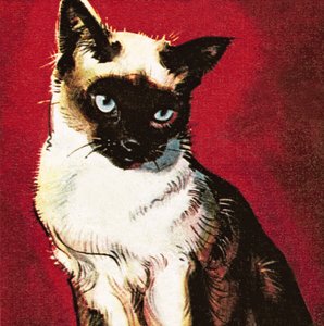 Siamese cat