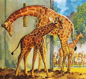 Virginia the Giraffe