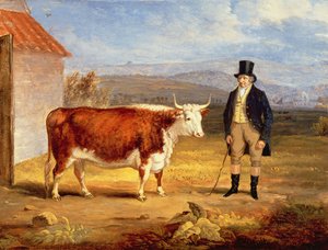 Mr James Hodges and his Two Year-Old Hereford Heifer, c.1843 by James Flewitt Mullock
