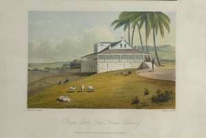 Bryan Castle, illustration from 
